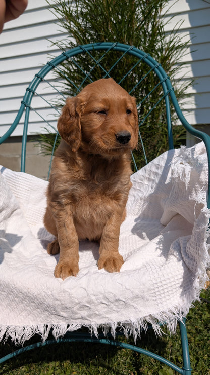 GOLDEN RETRIEVER (07/24) FEMALE