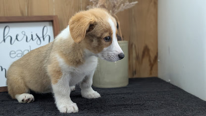 CORGI (JUL 13) 2 FEMALES/3 MALES