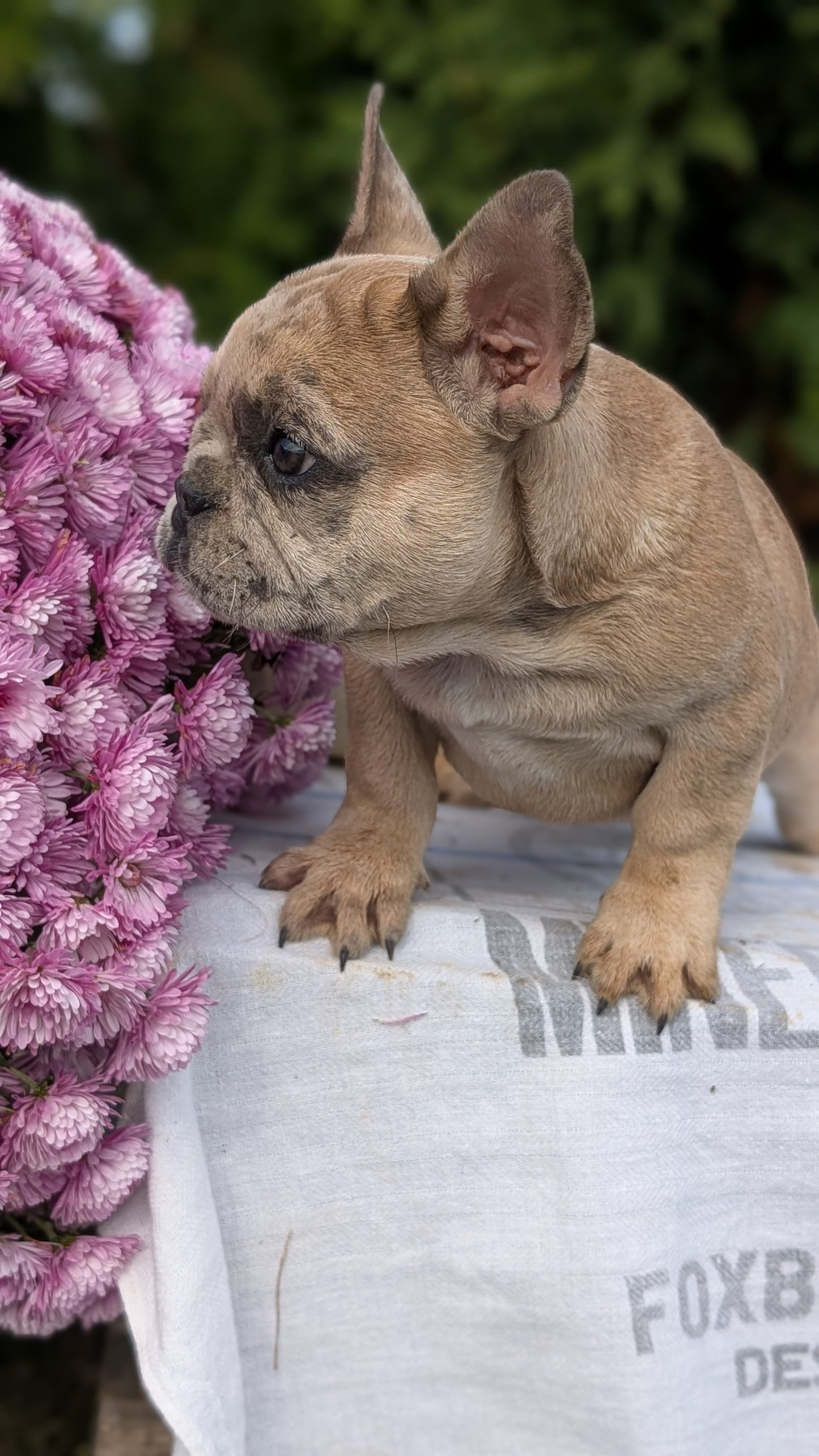 FRENCH BULLDOG (07/15) MALE