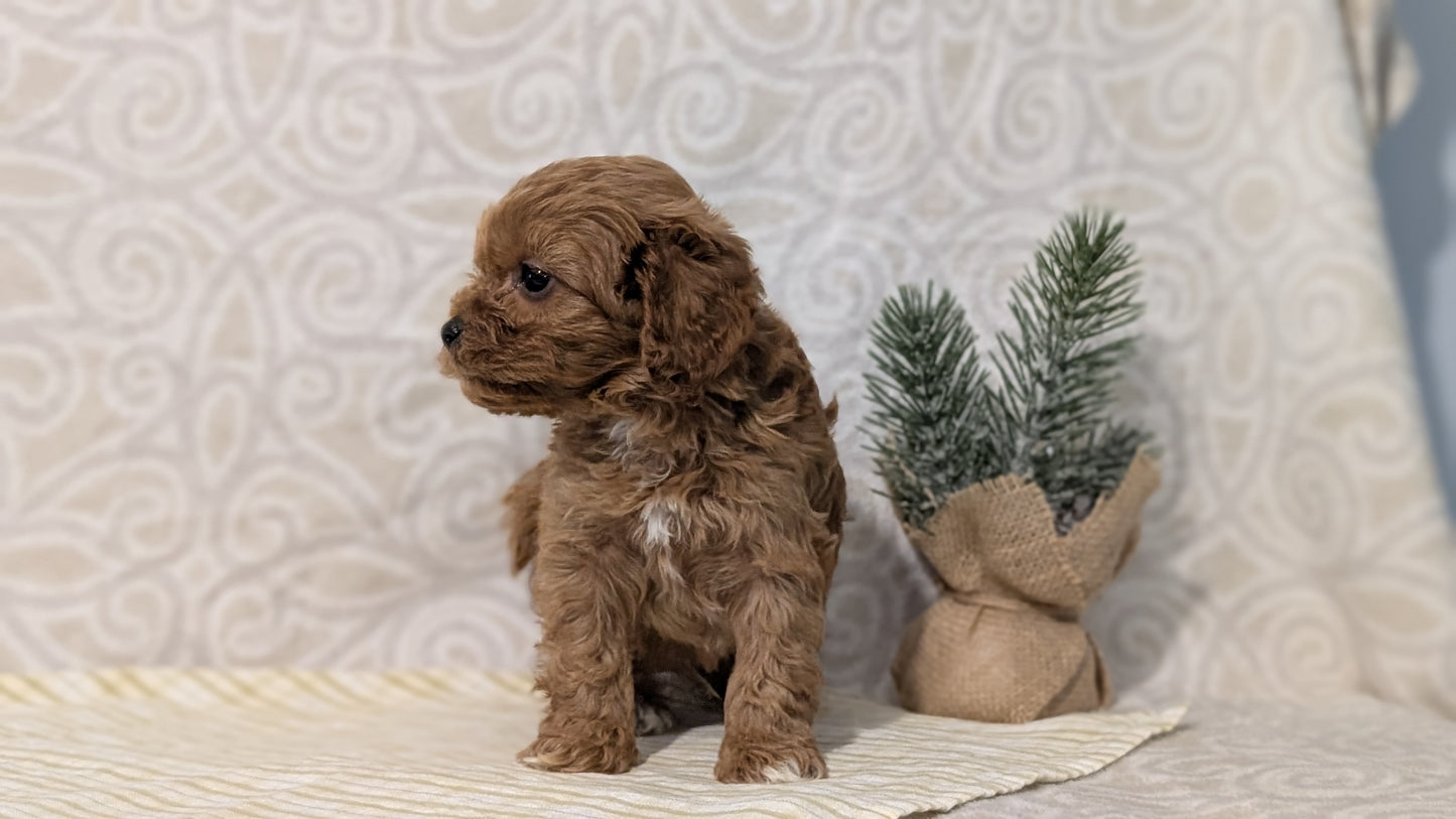 CAVAPOO (JAN 29) MALES