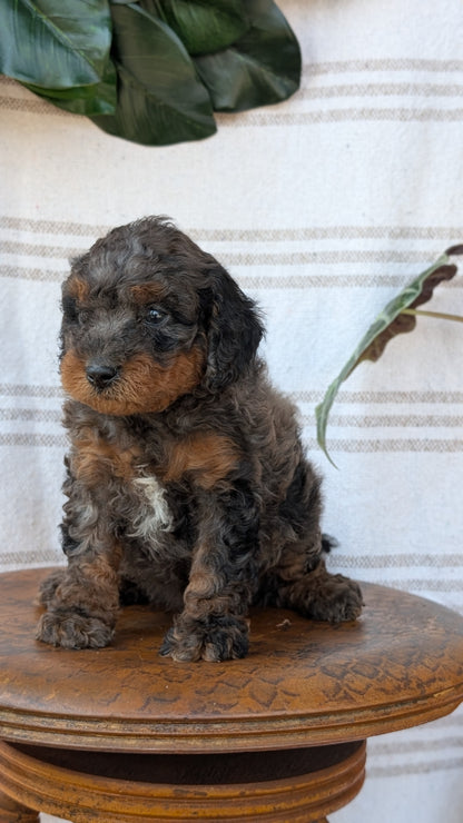 CAVAPOO (MAY 23) MALES