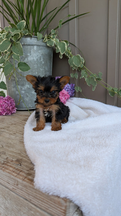 YORKSHIRE TERRIER (06/05) MALE
