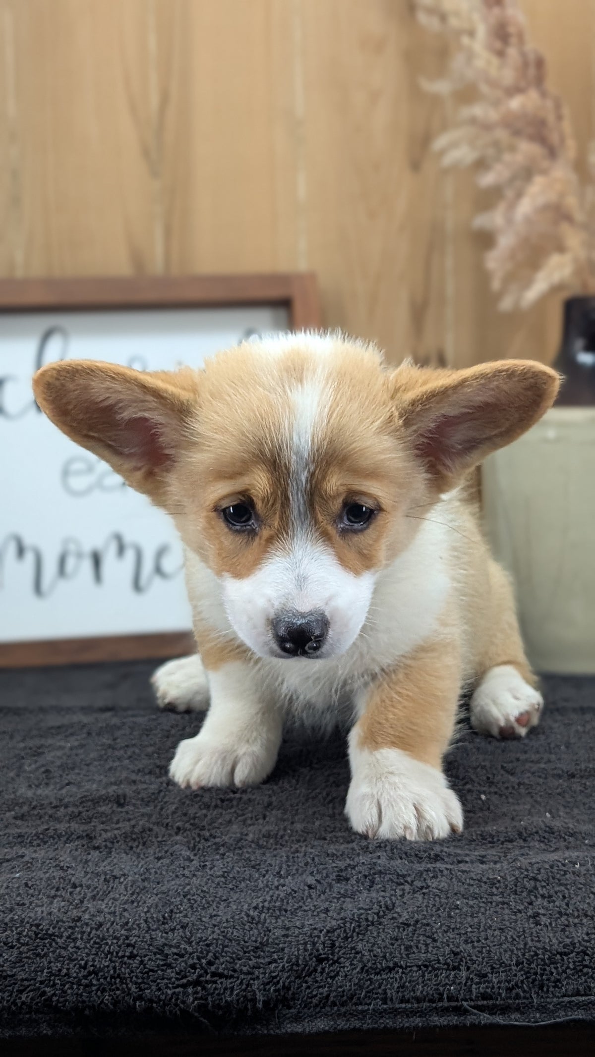 CORGI (JUL 13) 2 FEMALES/3 MALES