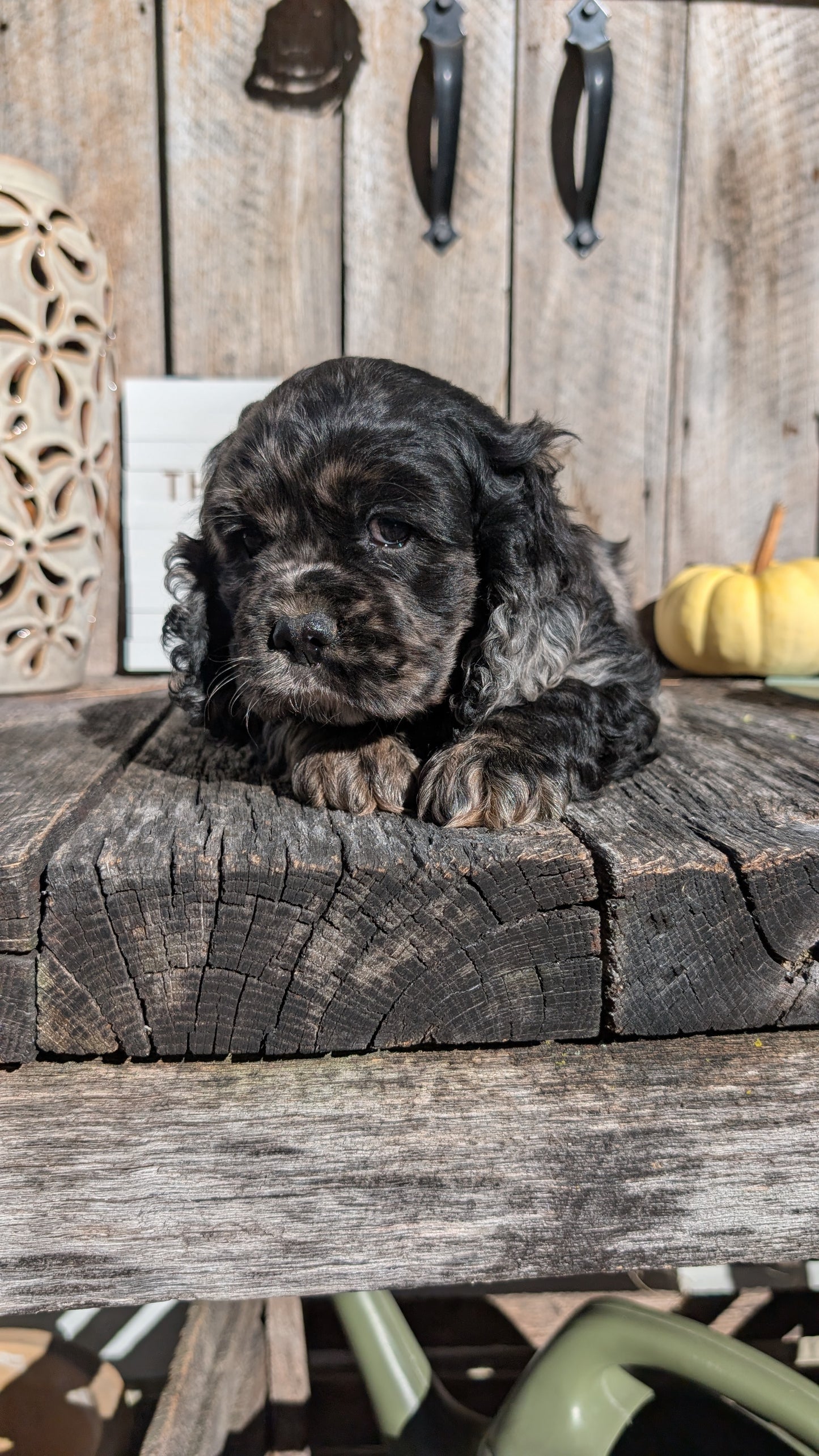 COCKER SPANIEL (09/19) MALE
