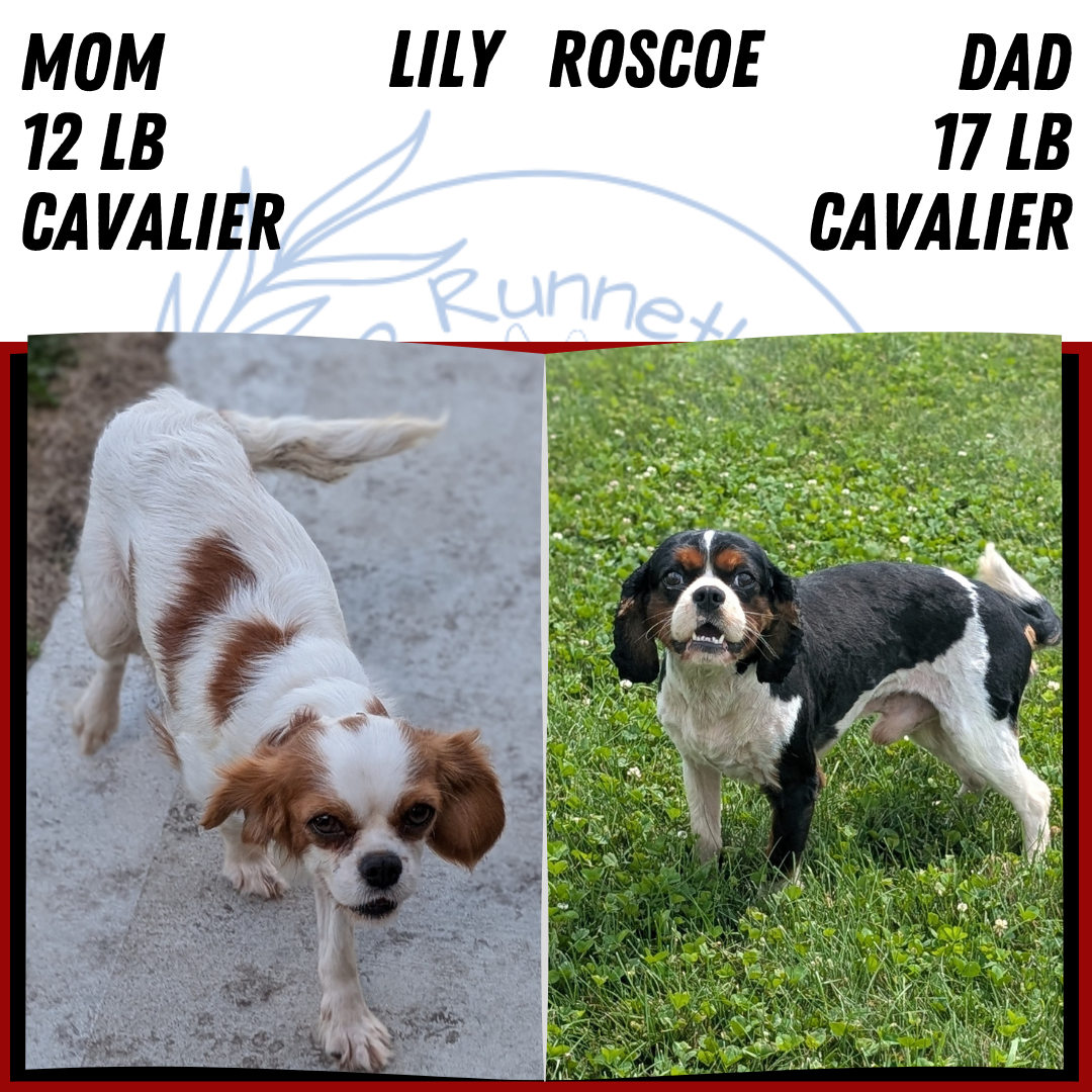 CAVALIER (JUL 29) 3 FEMALES