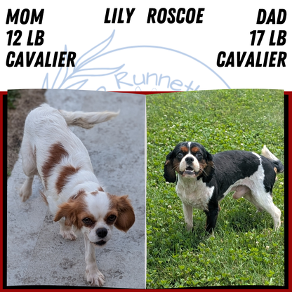 CAVALIER (JUL 29) 3 FEMALES