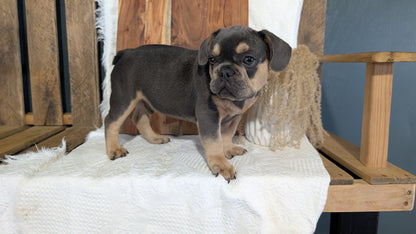 FRENCH BULLDOG (05/23) MALE