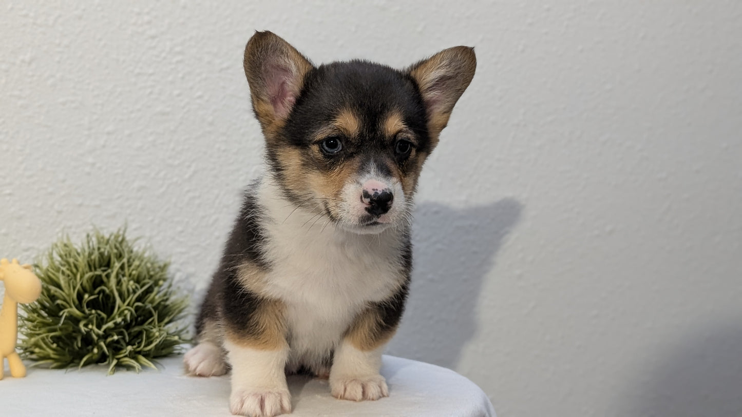 CORGI (JAN 09) MALES