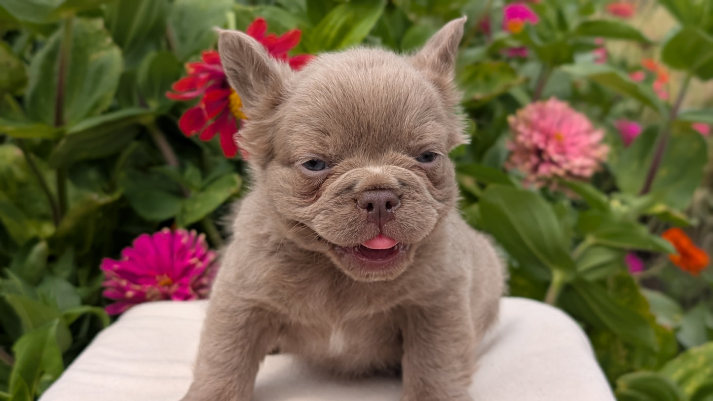 FRENCH BULLDOG (JUN 06) FEMALES