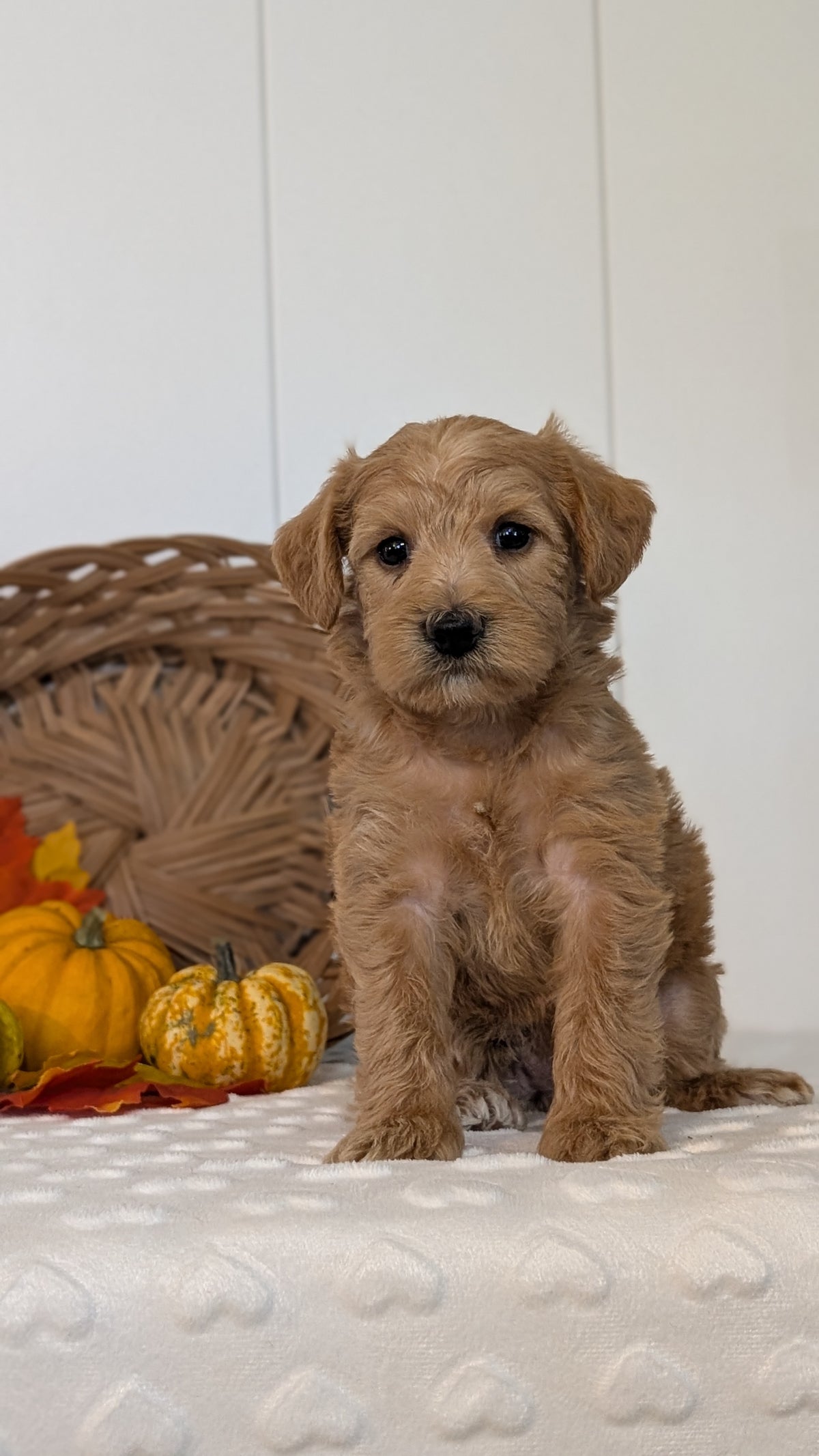 SCHNOODLE (SEP 03) 4 FEMALES/3 MALES