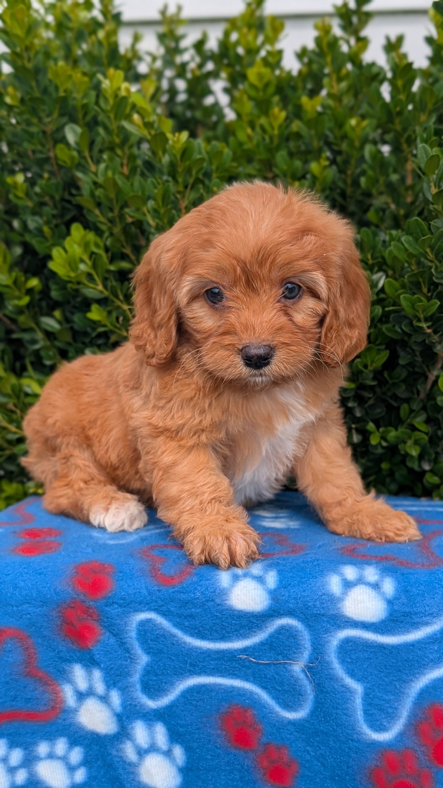 CAVAPOO (MAY 25) FEMALES