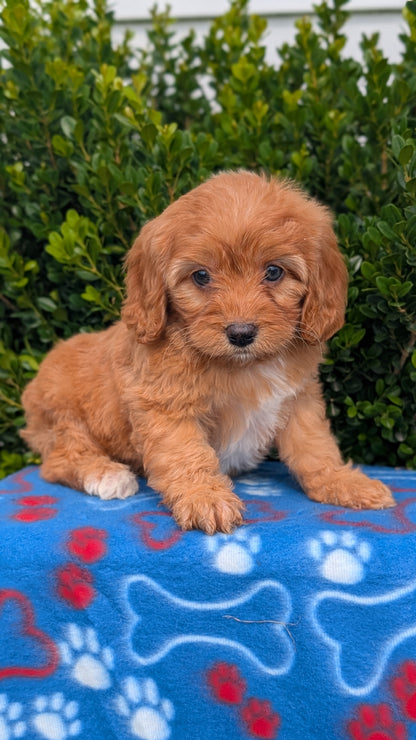 CAVAPOO (MAY 25) FEMALES