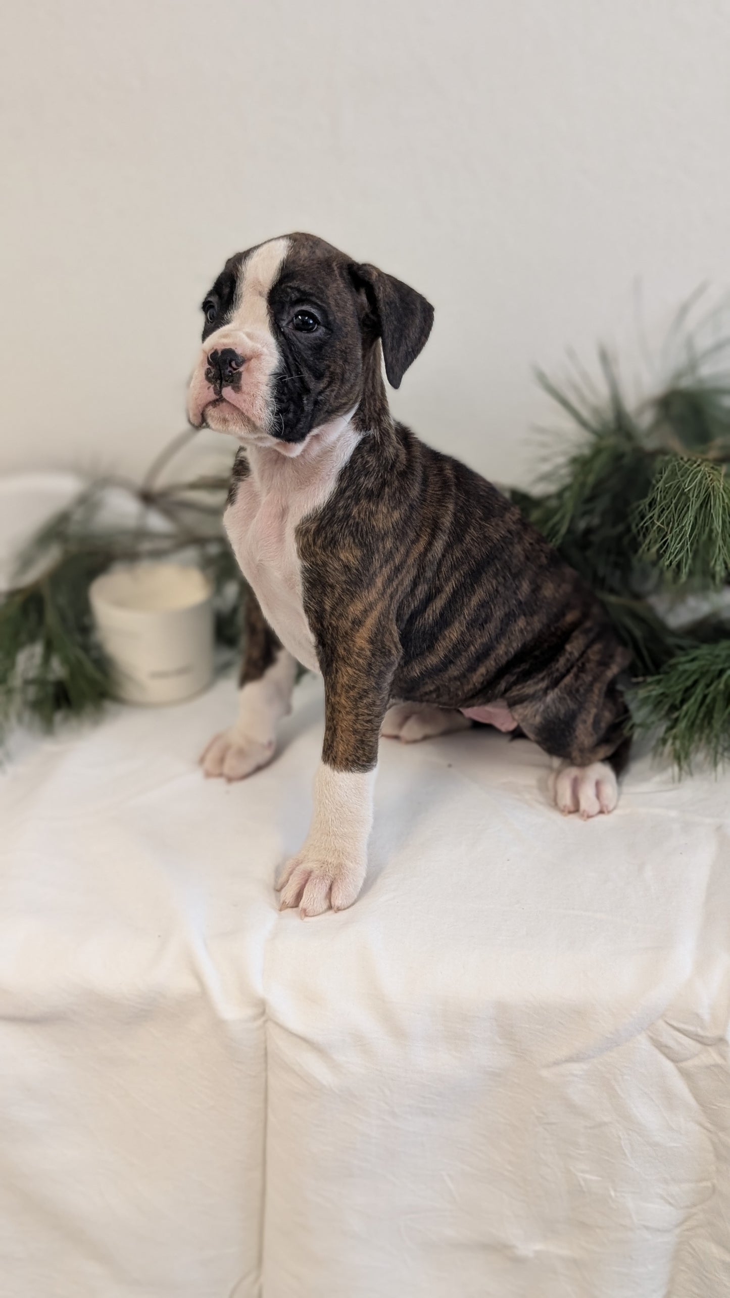 BOXER (DEC 04) FEMALE