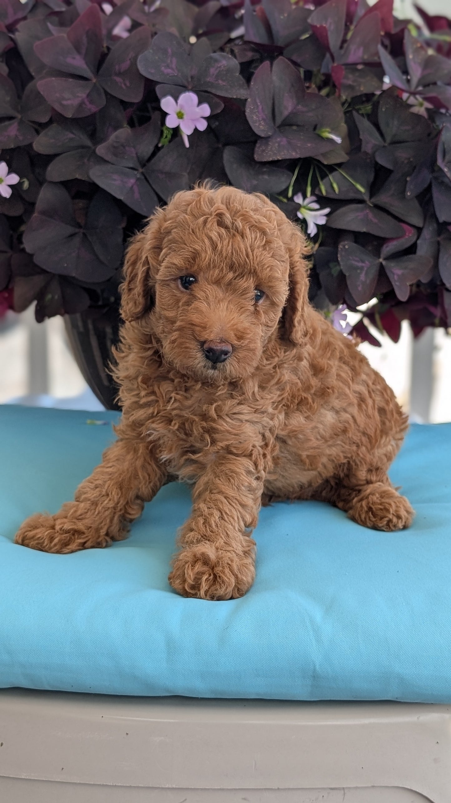 TOY POODLE (MAY 26) MALES
