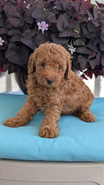 TOY POODLE (MAY 26) MALES