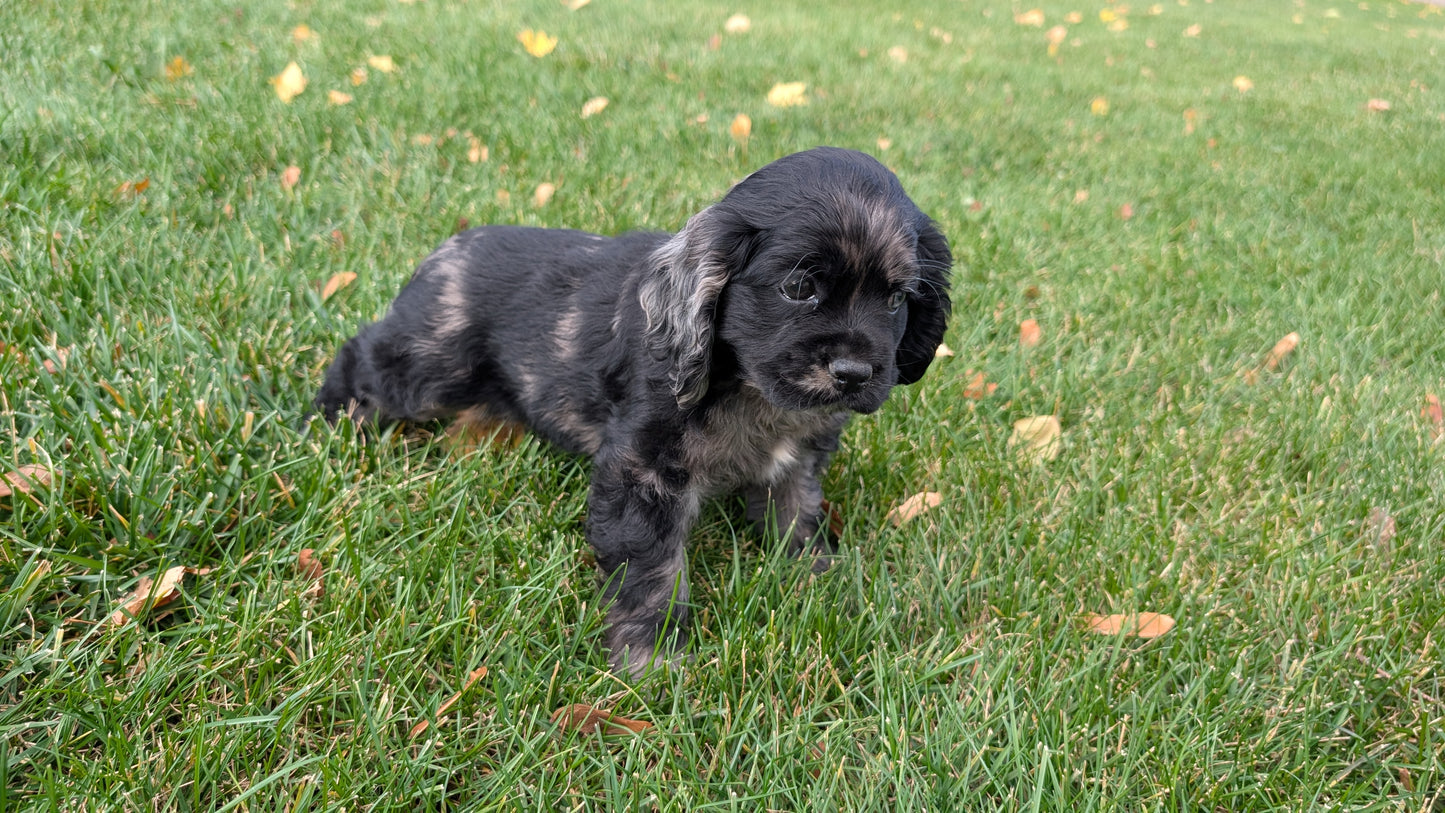 COCKER SPANIEL (09/20) FEMALE