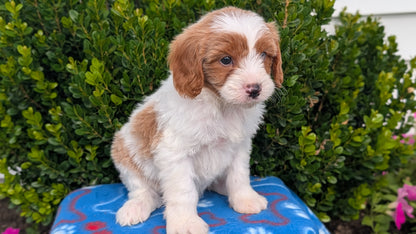 CAVAPOO (MAY 25) MALES