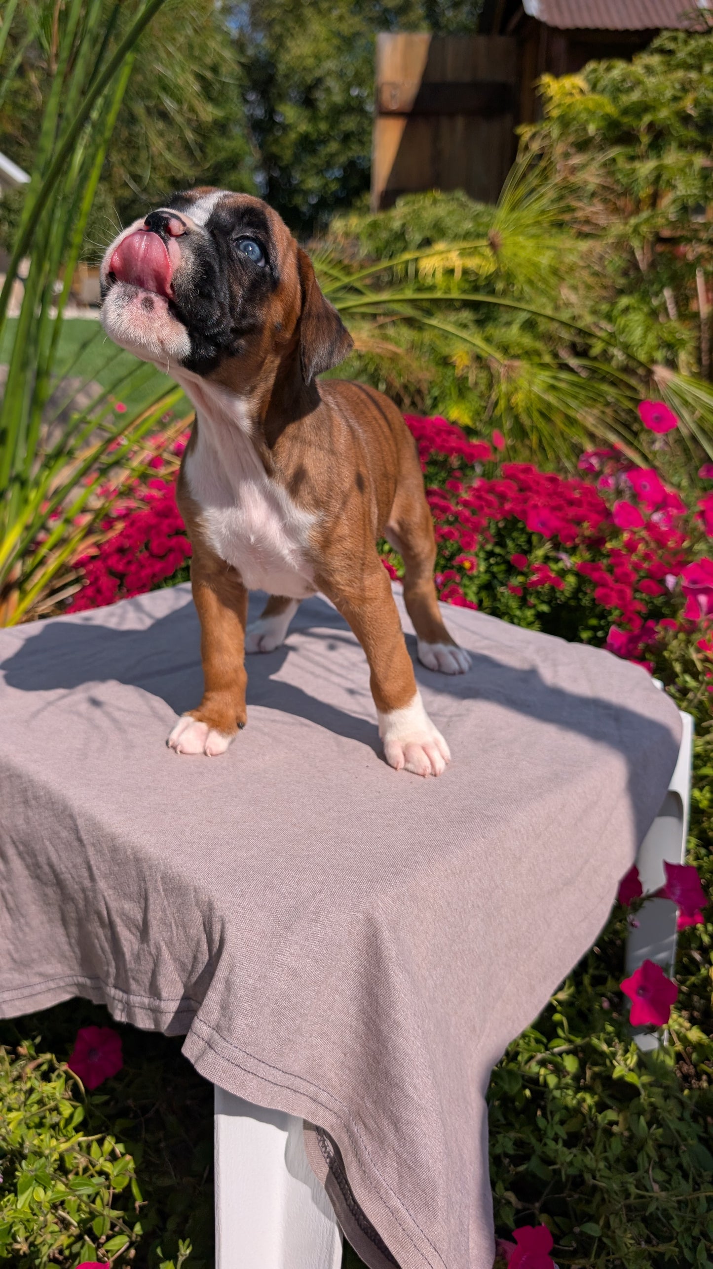 BOXER (08/20) FEMALE