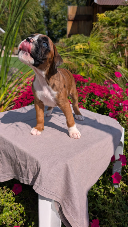 BOXER (08/20) FEMALE