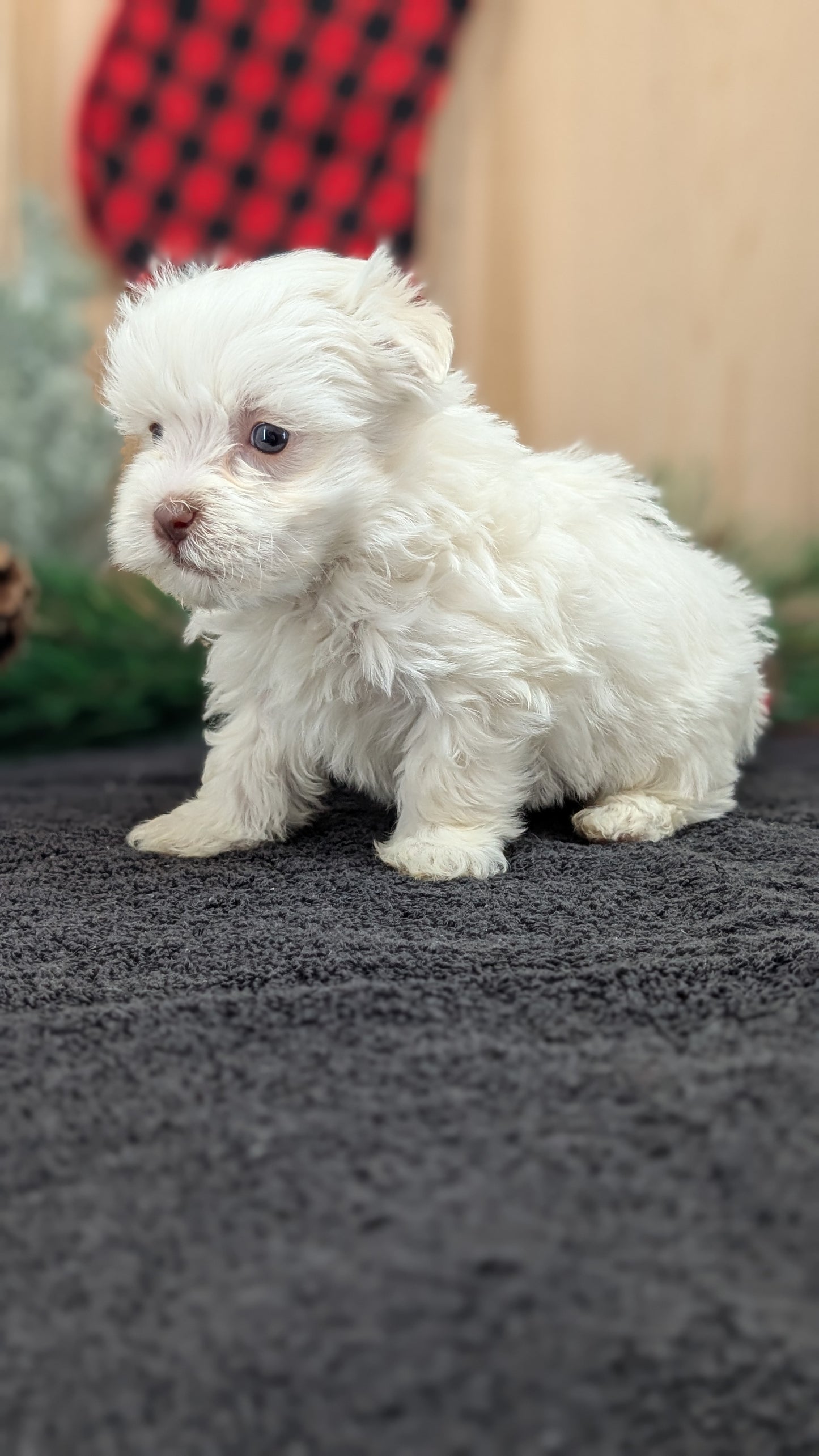 HAVANESE (OCT 25) MALES