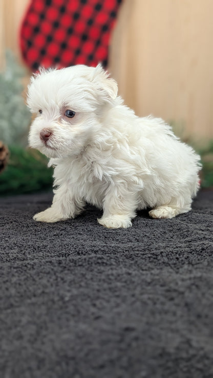 HAVANESE (OCT 25) MALES
