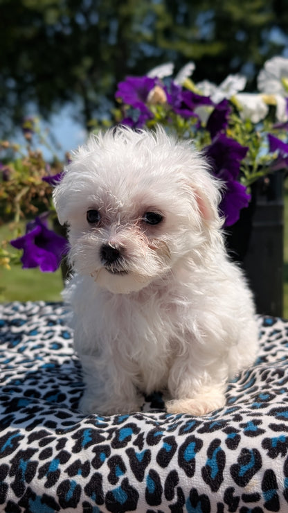 MALTESE (JUN 13) FEMALES