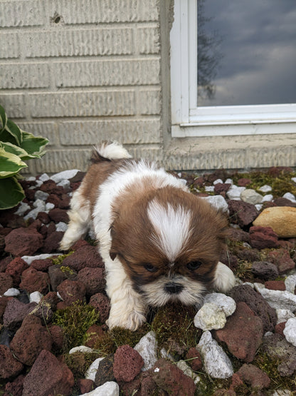 SHIH TZU (03/17) MALE