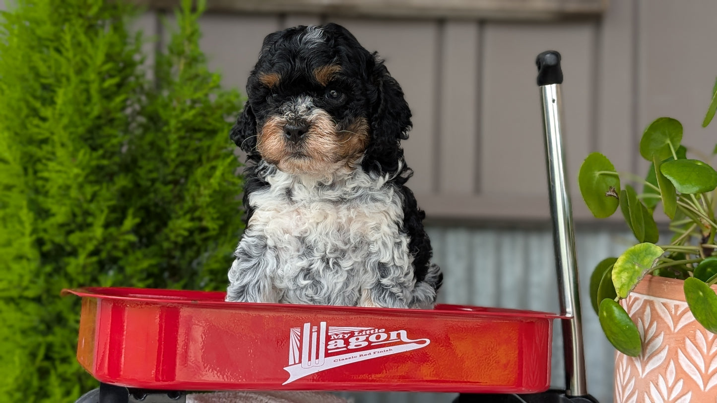 COCKAPOO (MAY 10) MALES