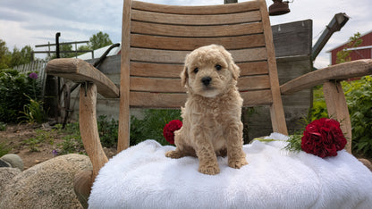 MINI POODLE (03/30) MALE