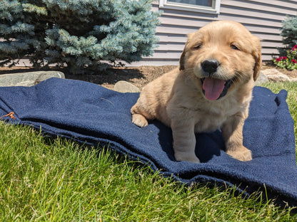 GOLDEN RETRIEVER (04/27) MALE