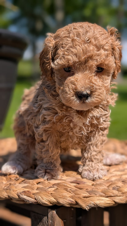 MINI POODLE (APR 03) FEMALES