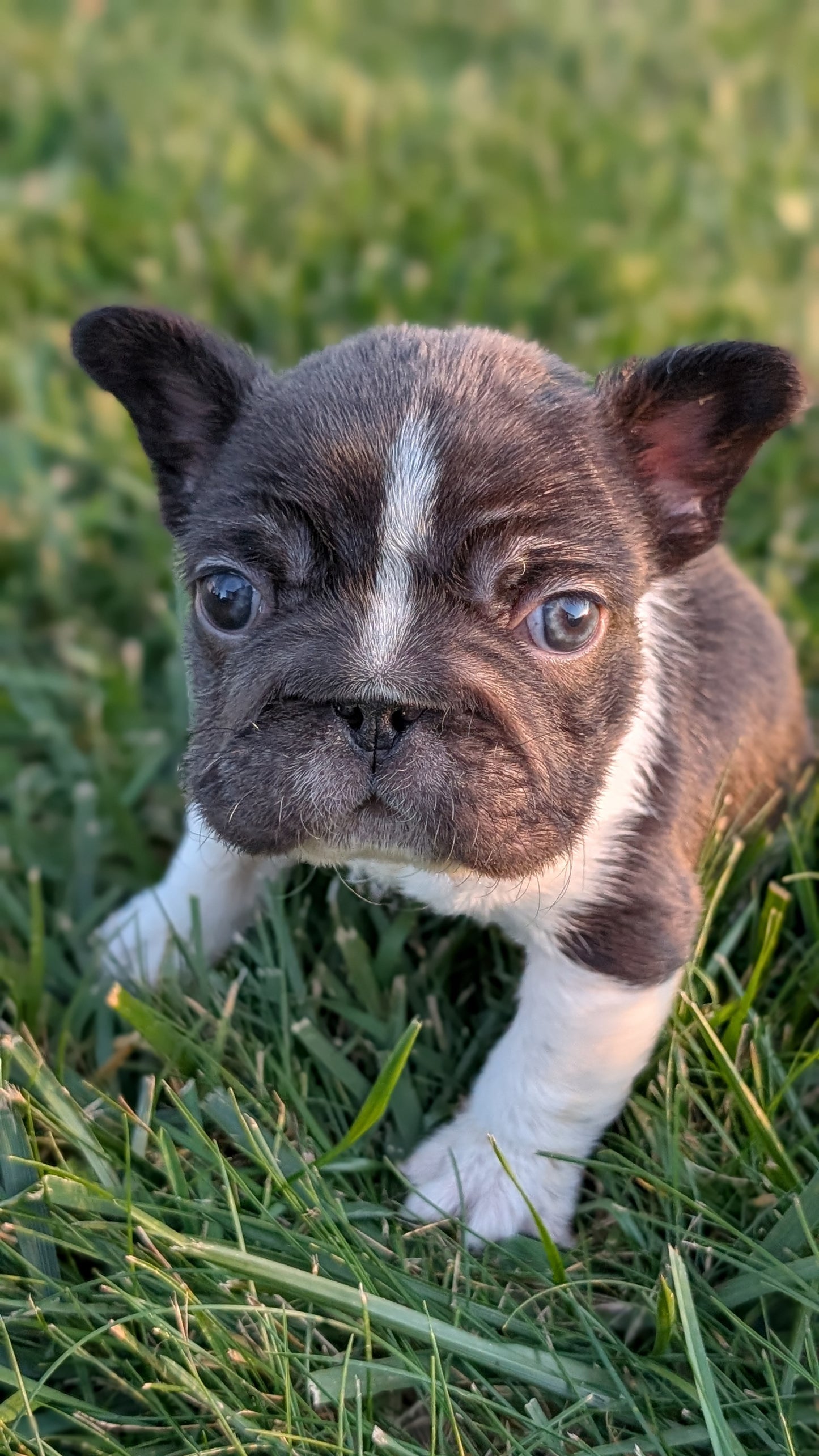 FRENCH BULLDOG (OCT 08) MALES