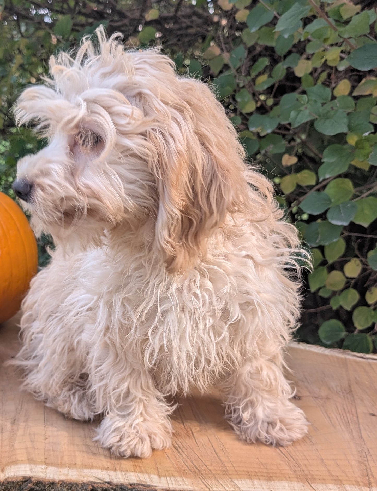 CAVAPOO (05/23) FEMALE