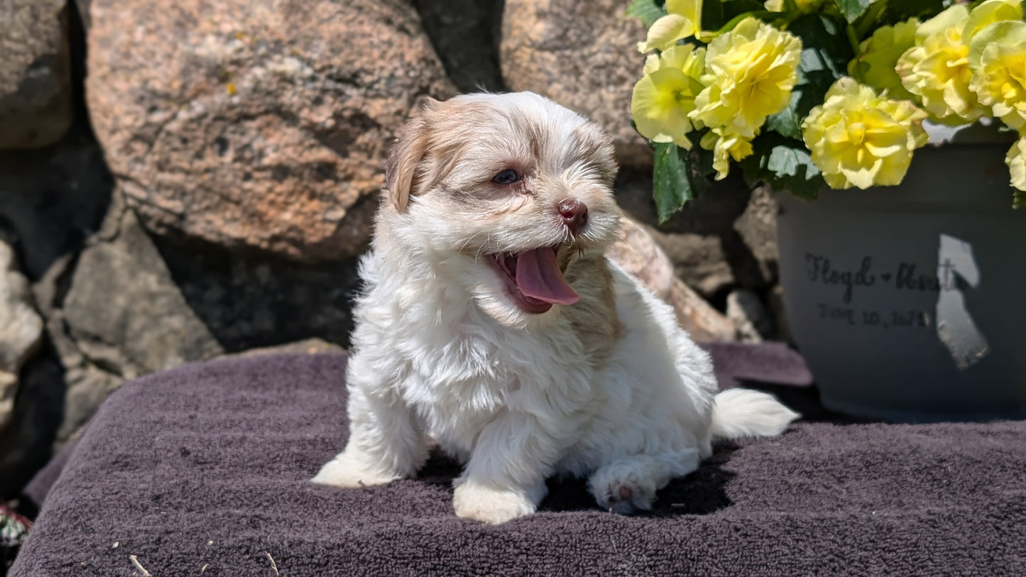 HAVANESE (MAY 14) FEMALES
