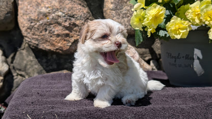HAVANESE (MAY 14) FEMALES