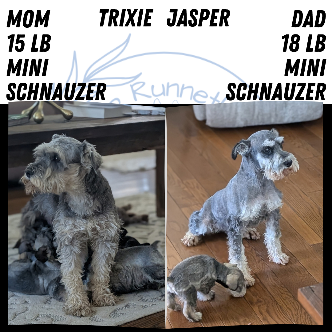 MINI SCHNAUZER (AUG 24) 8 FEMALES
