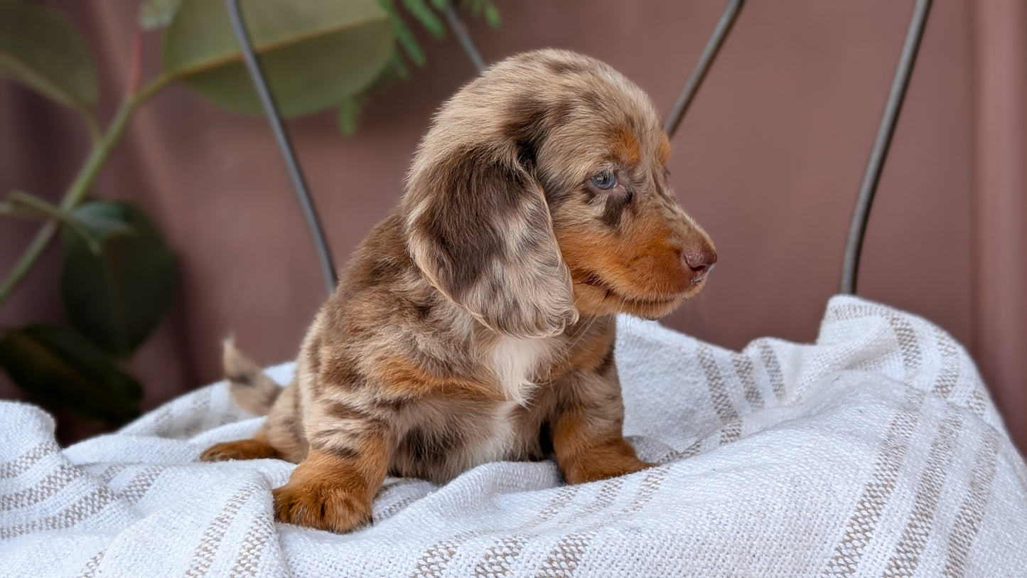 MINI DACHSHUND (MAY 26) FEMALE