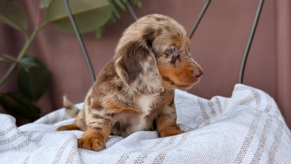 MINI DACHSHUND (MAY 26) FEMALE