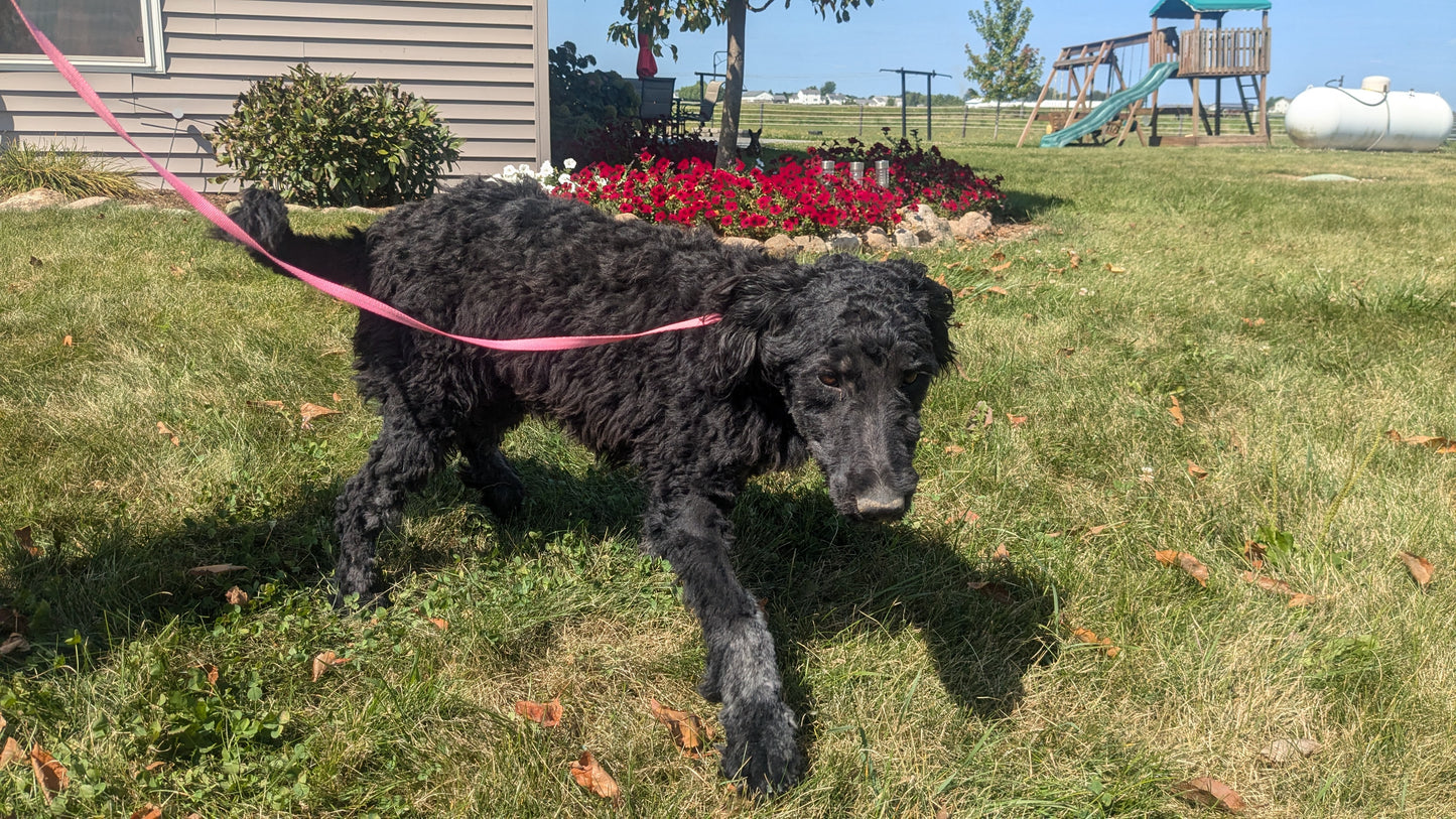 BERNEDOODLE (11/09) MALE