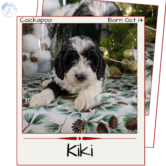 COCKAPOO (10/14) FEMALE