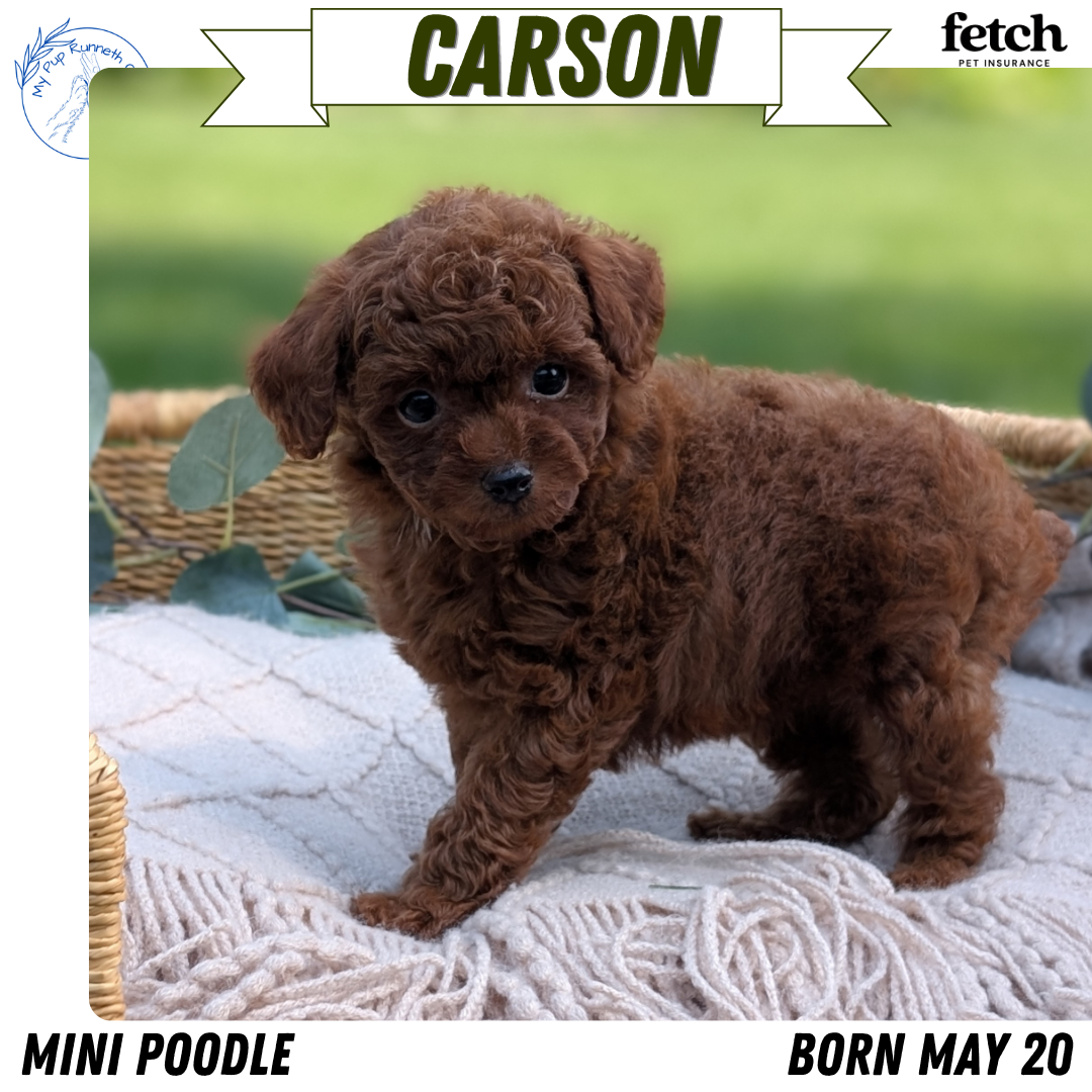 MINI POODLE (MAY 20) MALES