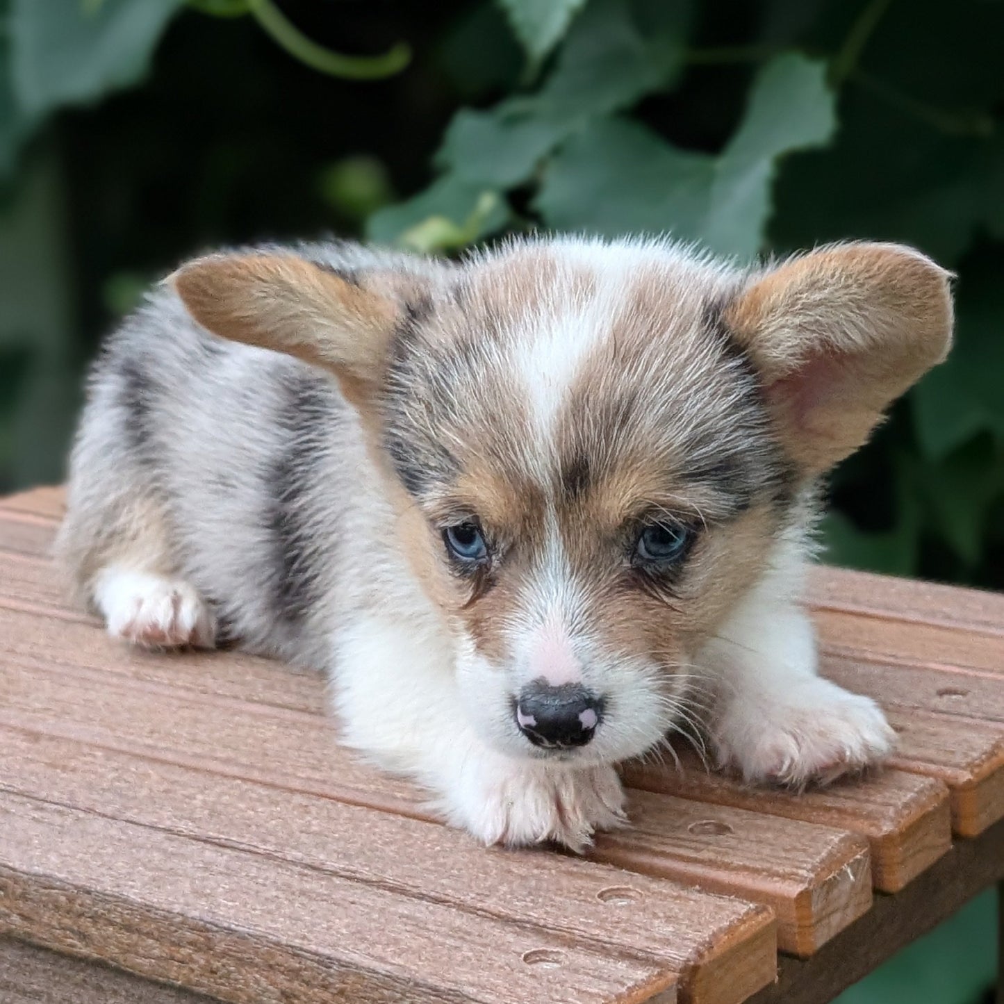 CORGI (JUN 22) MALES