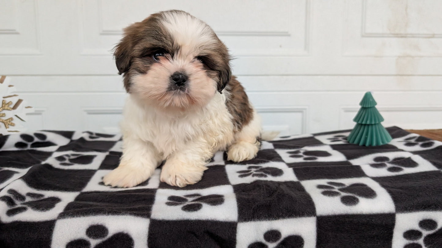 SHIH TZU (NOV 15) FEMALES