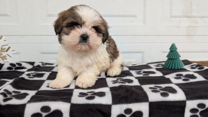 SHIH TZU (NOV 15) FEMALES