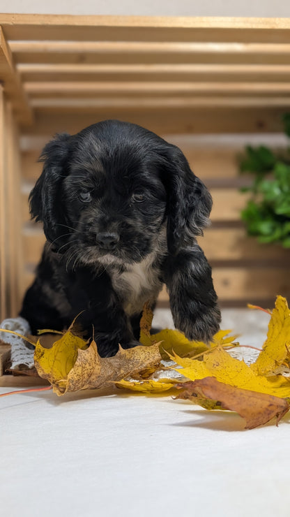 COCKER SPANIEL (09/20) MALE