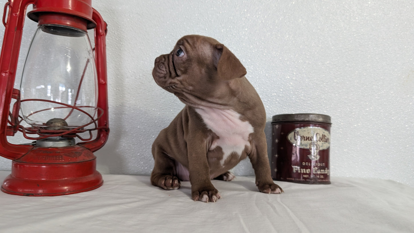 FRENCHTON (NOV 15) FEMALES