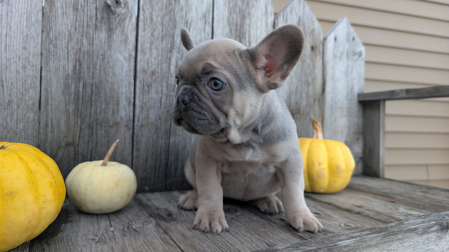 FRENCH BULLDOG (09/09) FEMALE