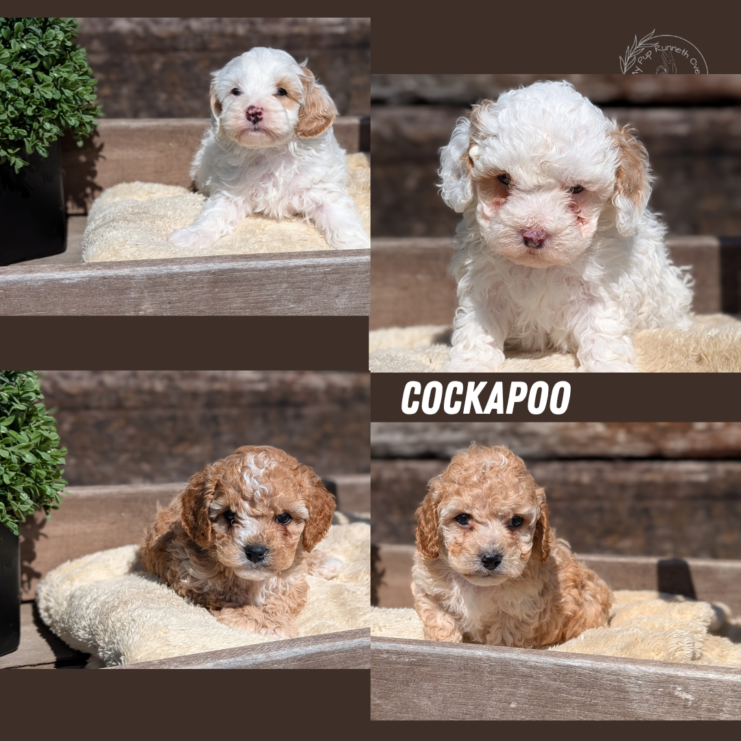 COCKAPOO (MAY 13) MALES