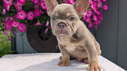 FRENCH BULLDOG (06/27) MALE