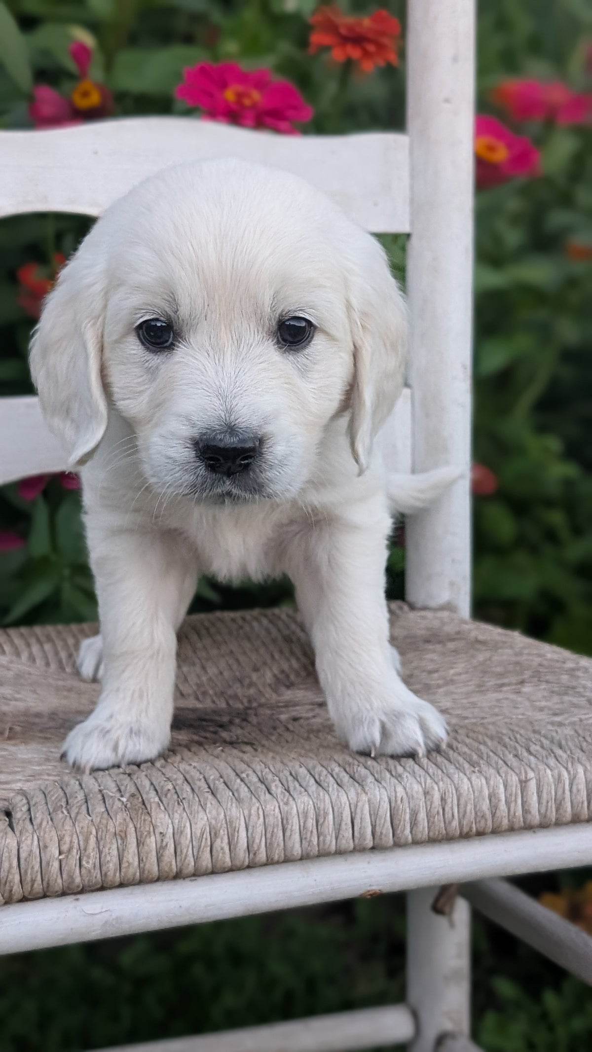 ENGLISH CREAM RETRIEVER (AUG 19) 3 MALES/4 FEMALES